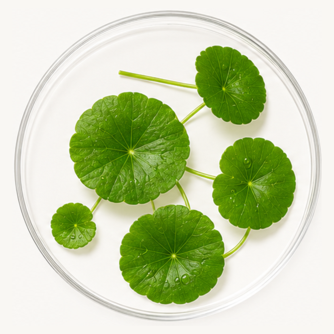 Centella asiatica extract used in BaseLife Pure Mineral Shield SPF35 mineral sunscreen.